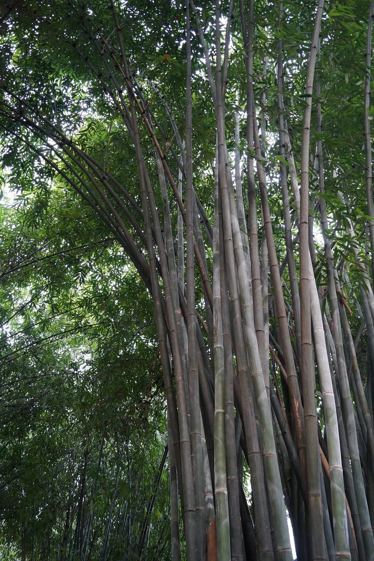 A close view into the museum garden’s bamboo, photographed in 2013.