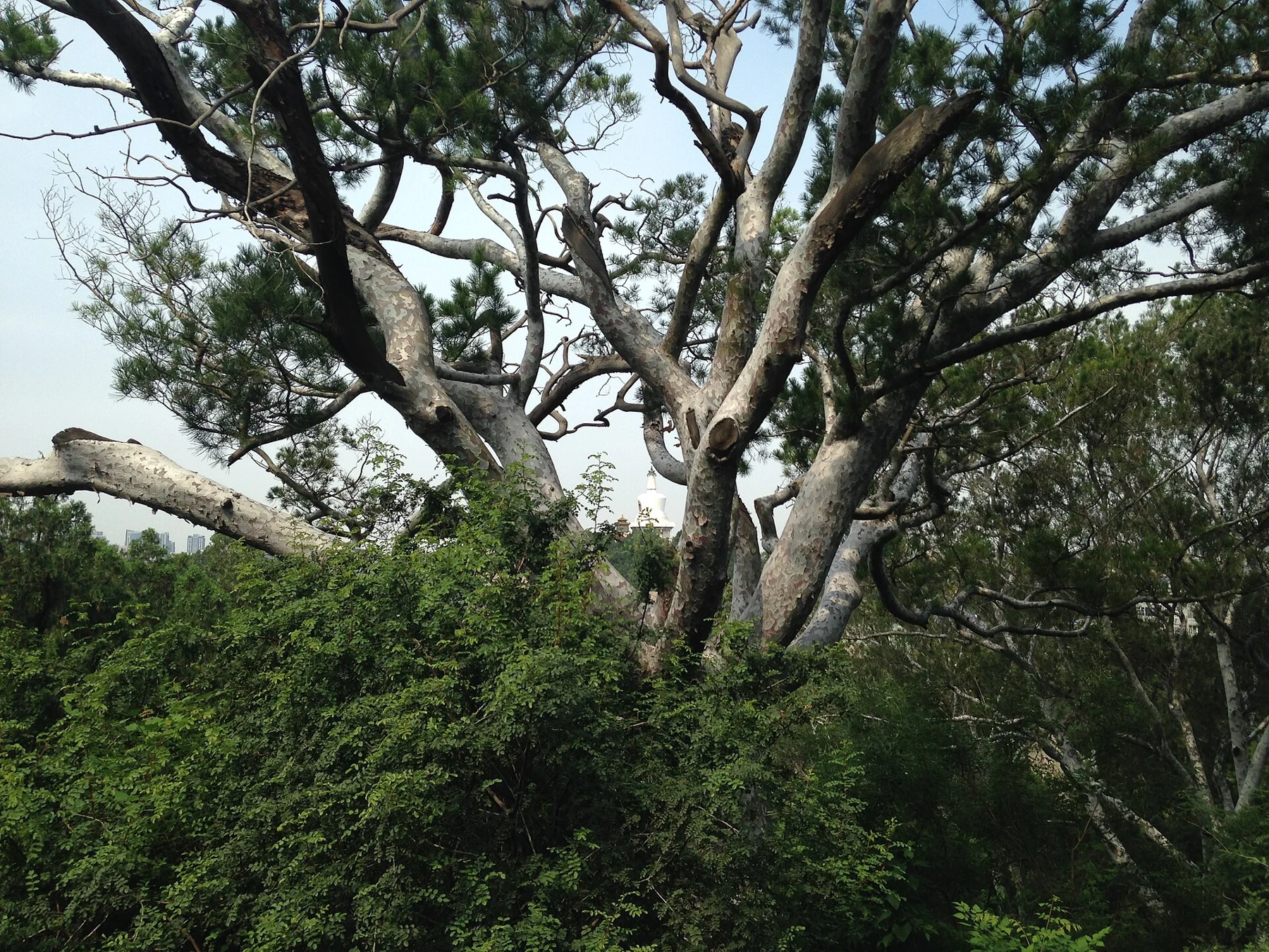 Pale patchy bark on a pine trunk in Jingshan Park.