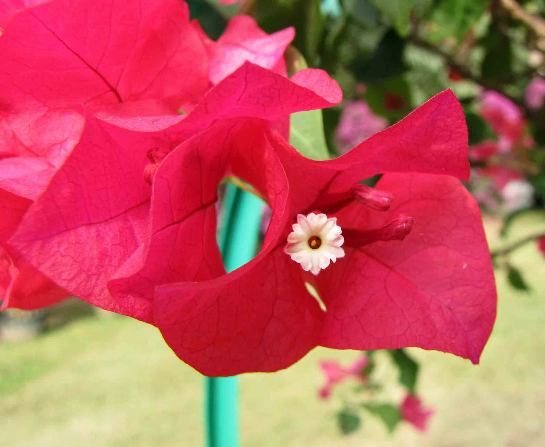 Bright red-pink bracts around small pale flowers