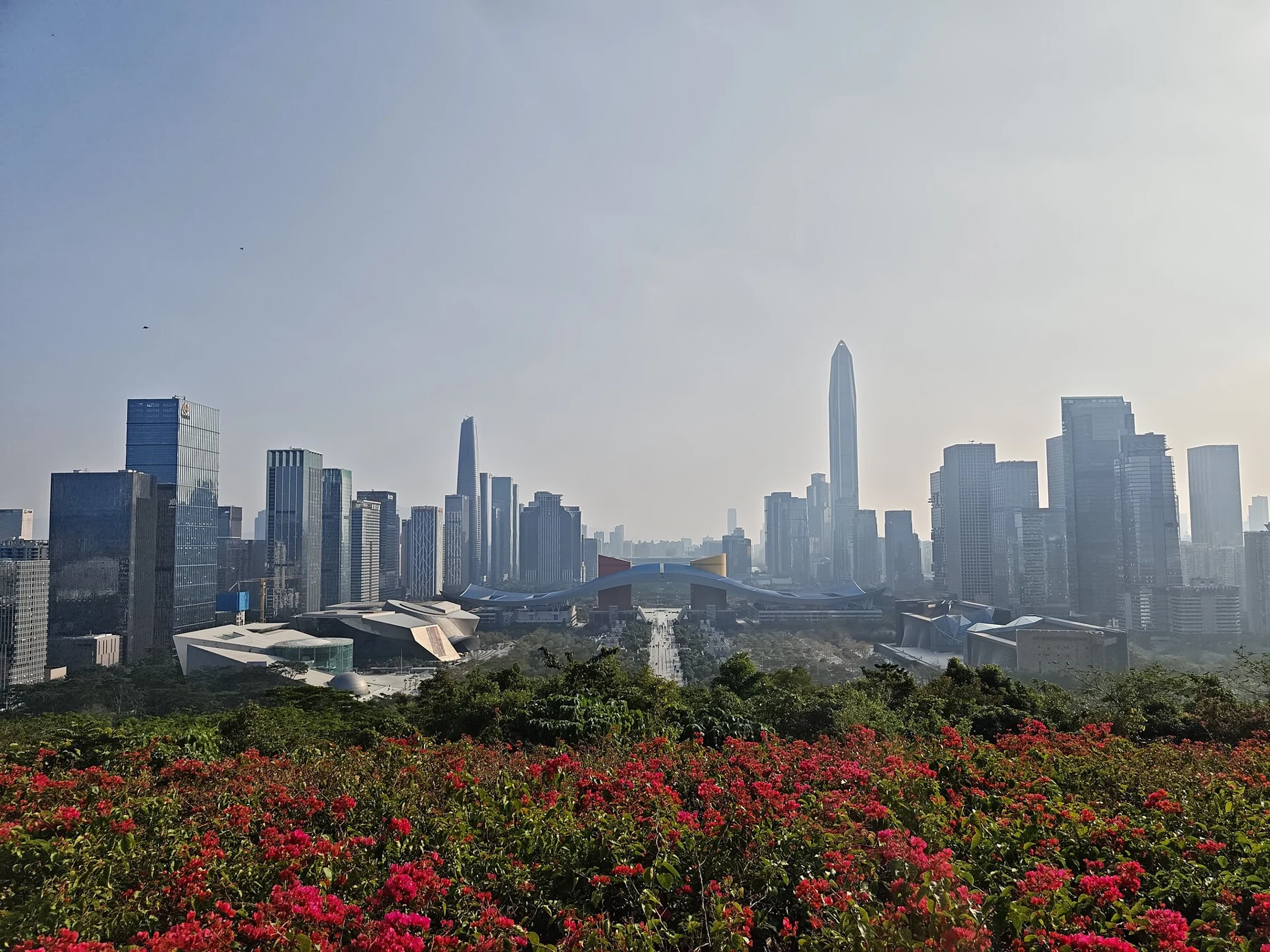 Wide city view beyond trees and flowering shrubs