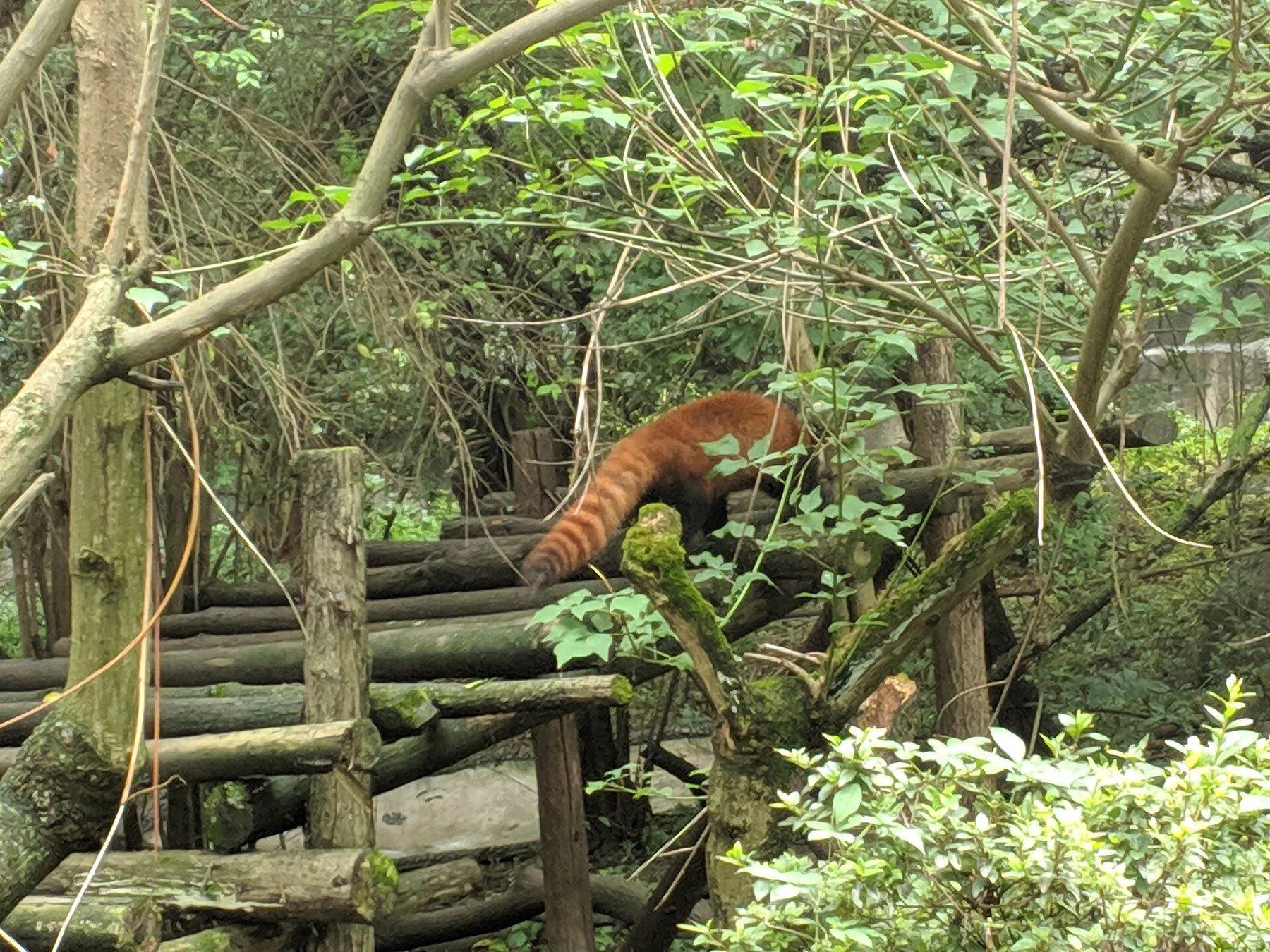 Red panda on a raised branch among leaves and other tree limbs