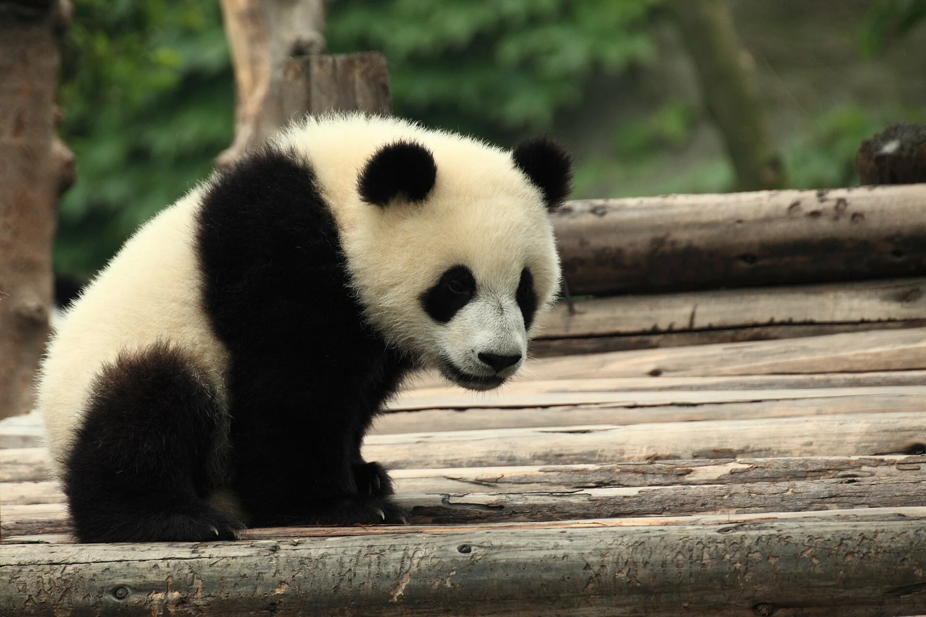 A giant panda at Chengdu Research Base, photographed in June 2011; an attraction photograph, not a city skyline