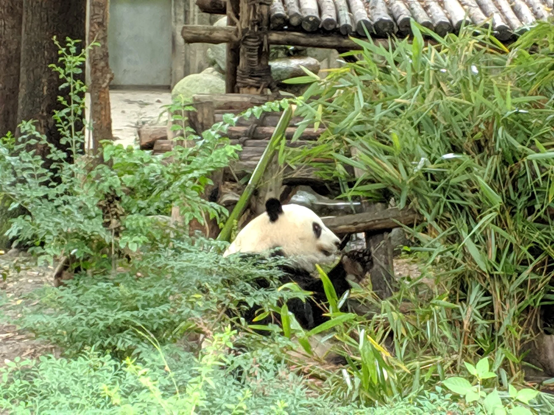 Seated black-and-white panda holding bamboo beside dense green plants