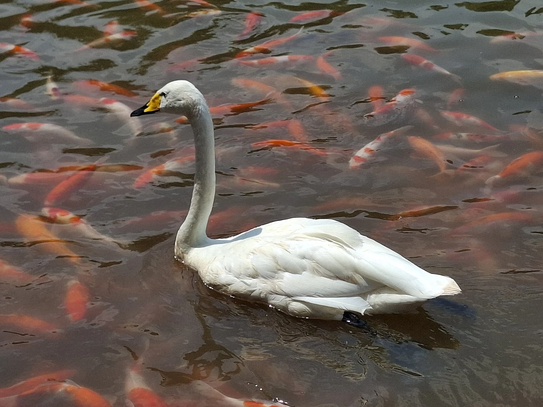 White swan swimming among orange koi in dark water