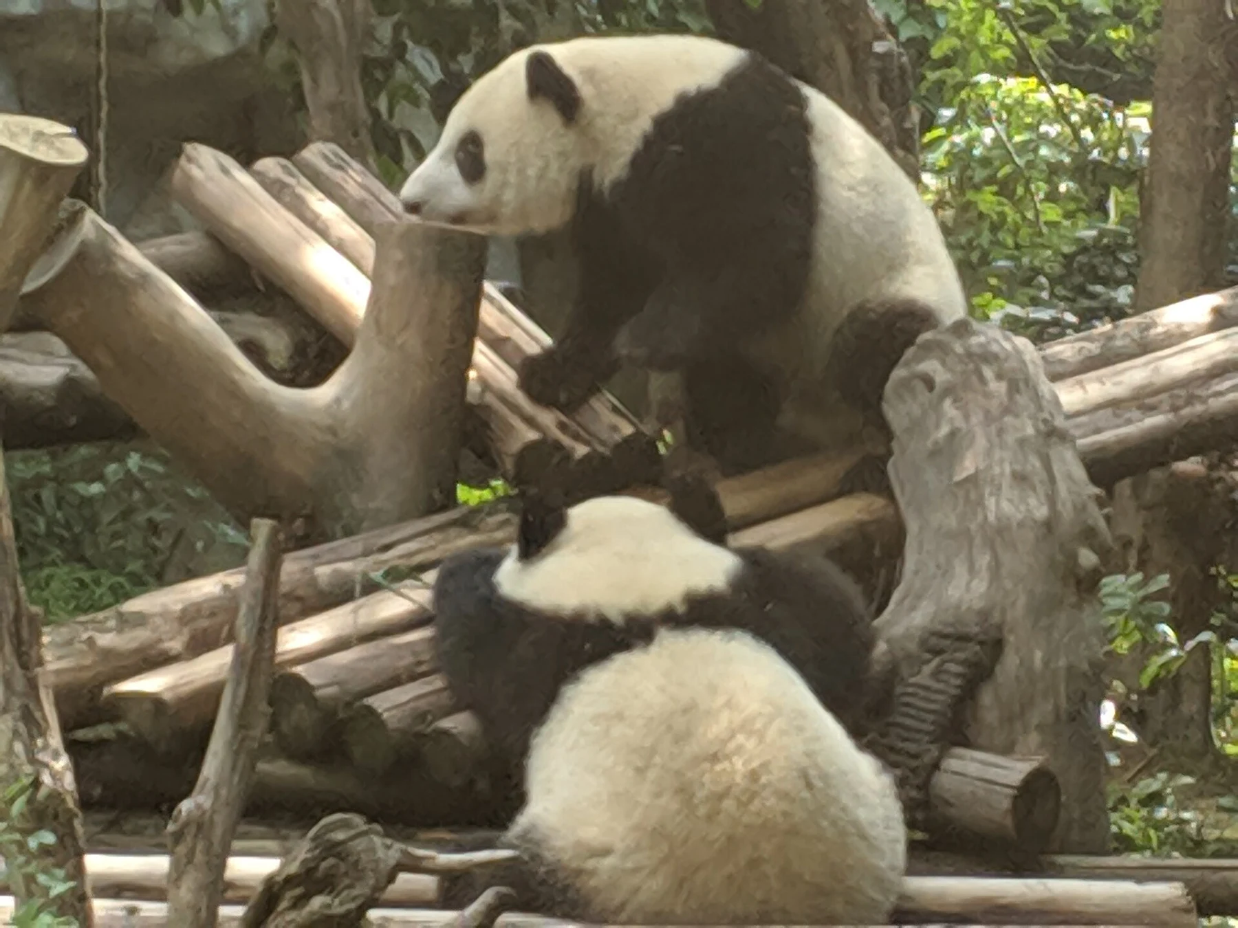 Giant pandas at different heights on a wooden climbing structure