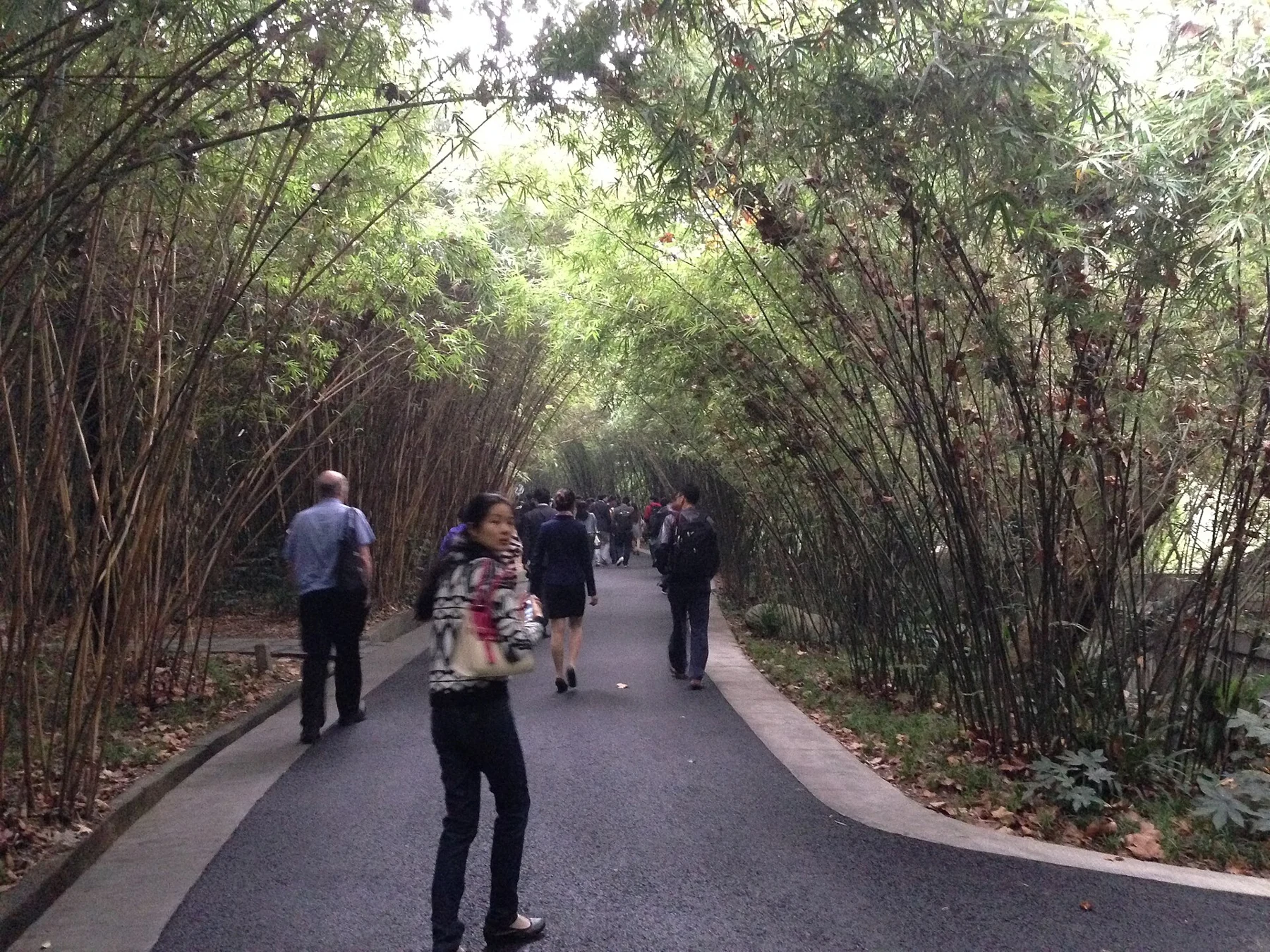 Wide walking path passing beneath tall bamboo with visitors in the distance