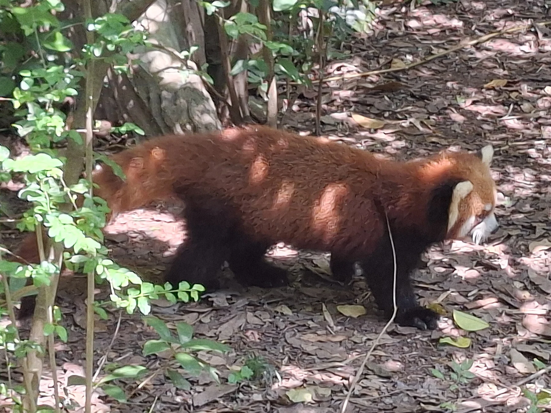 Red panda walking among leaves and low green plants