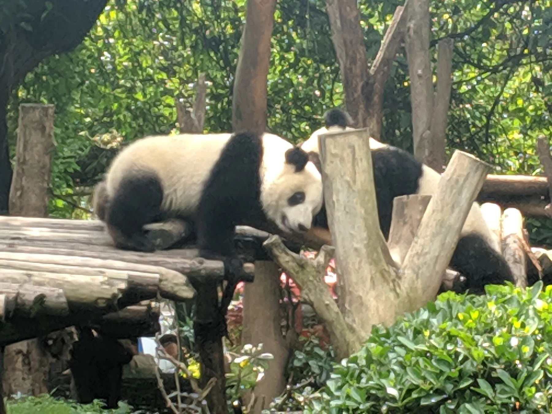 Giant panda stretched on a wooden platform with its chin near a vertical log