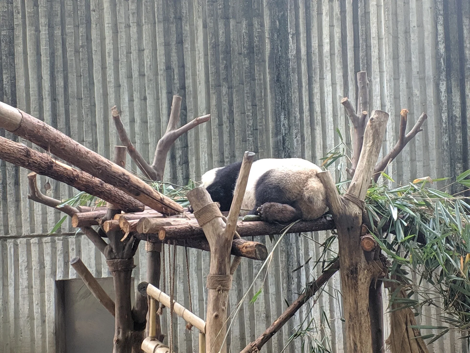 Giant panda lying on a wooden platform with its body supported by branches