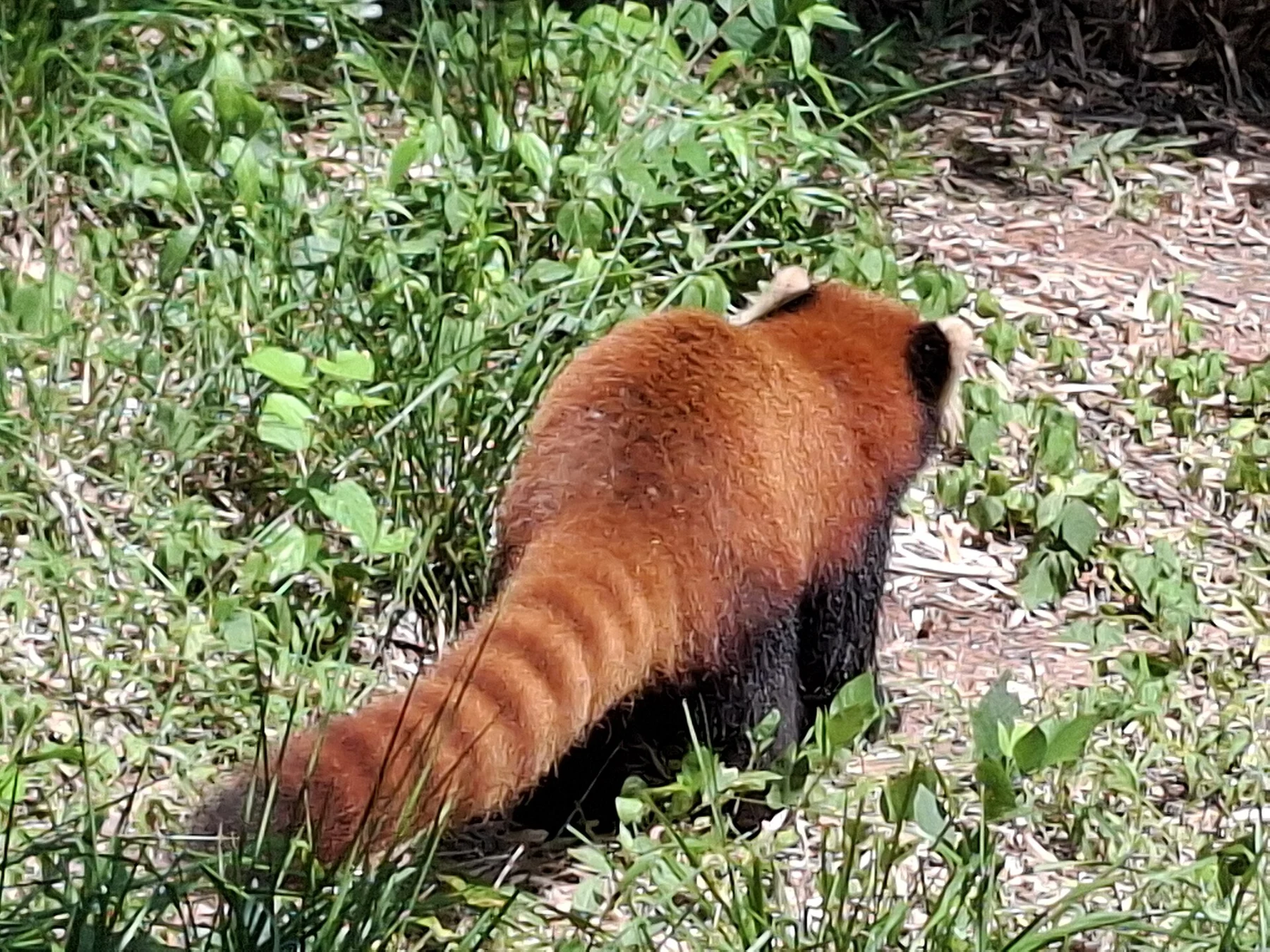 Red panda from behind with a long rust-and-pale ringed tail