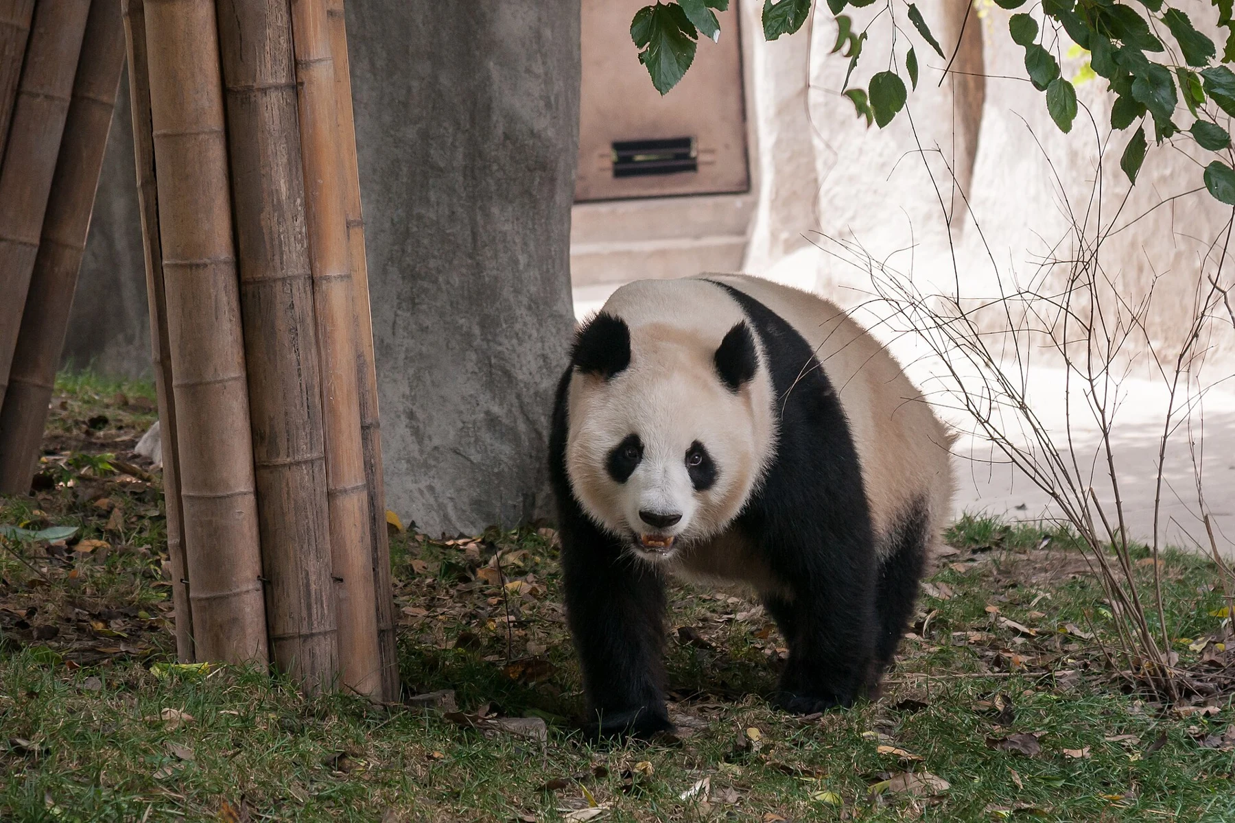 Black-and-white giant panda walking beside bamboo stems and an enclosure wall