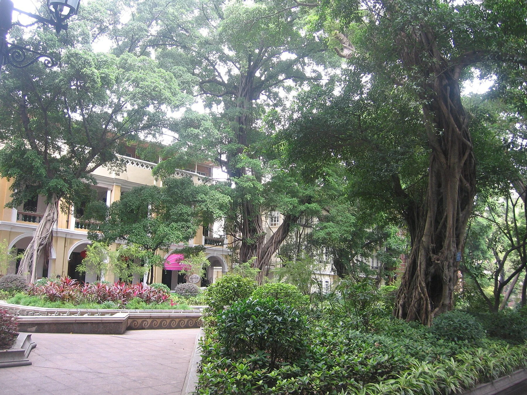 Dense tree canopy above planting beds and a paved space beside buildings.