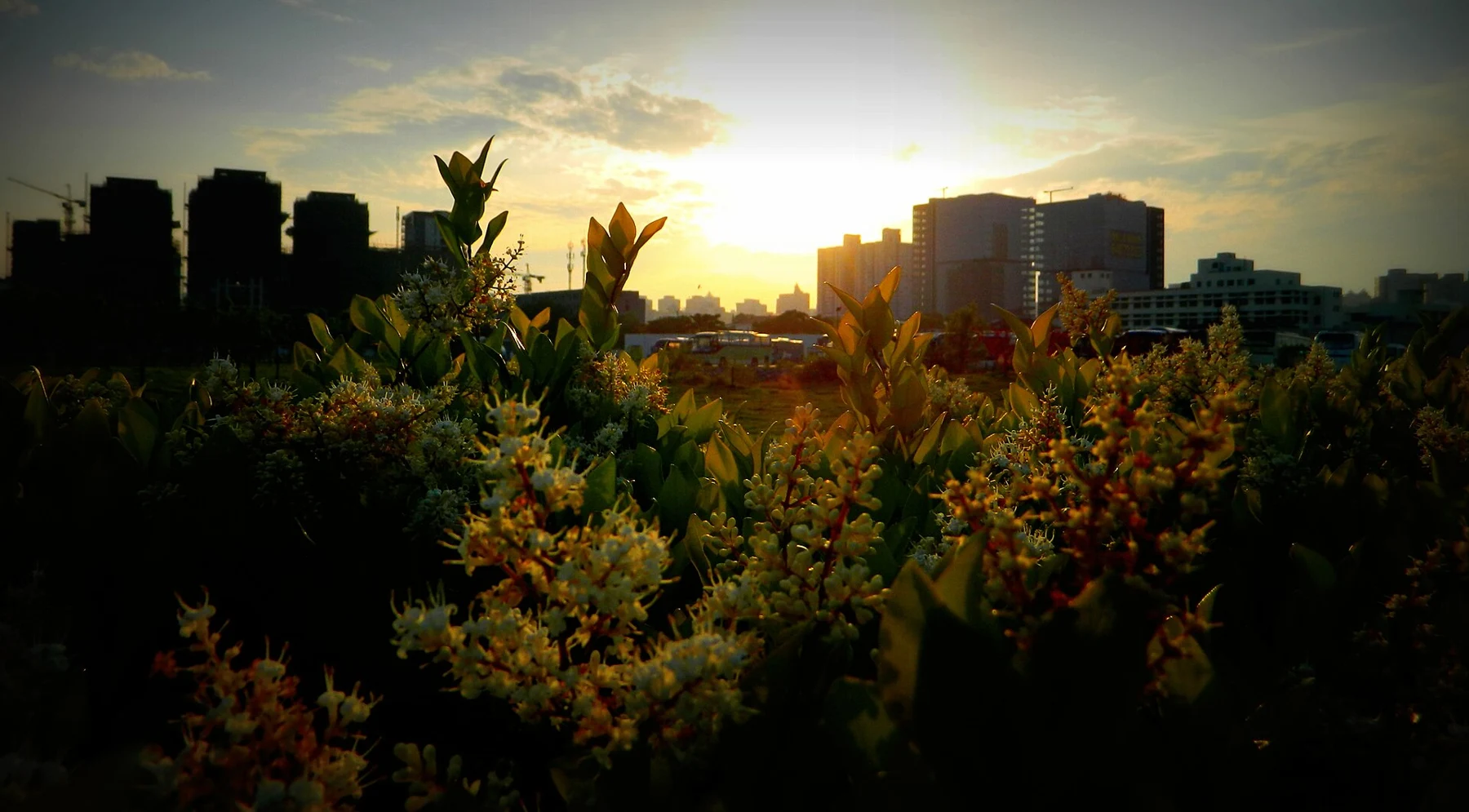 Flowers and grasses catching evening light with buildings beyond.