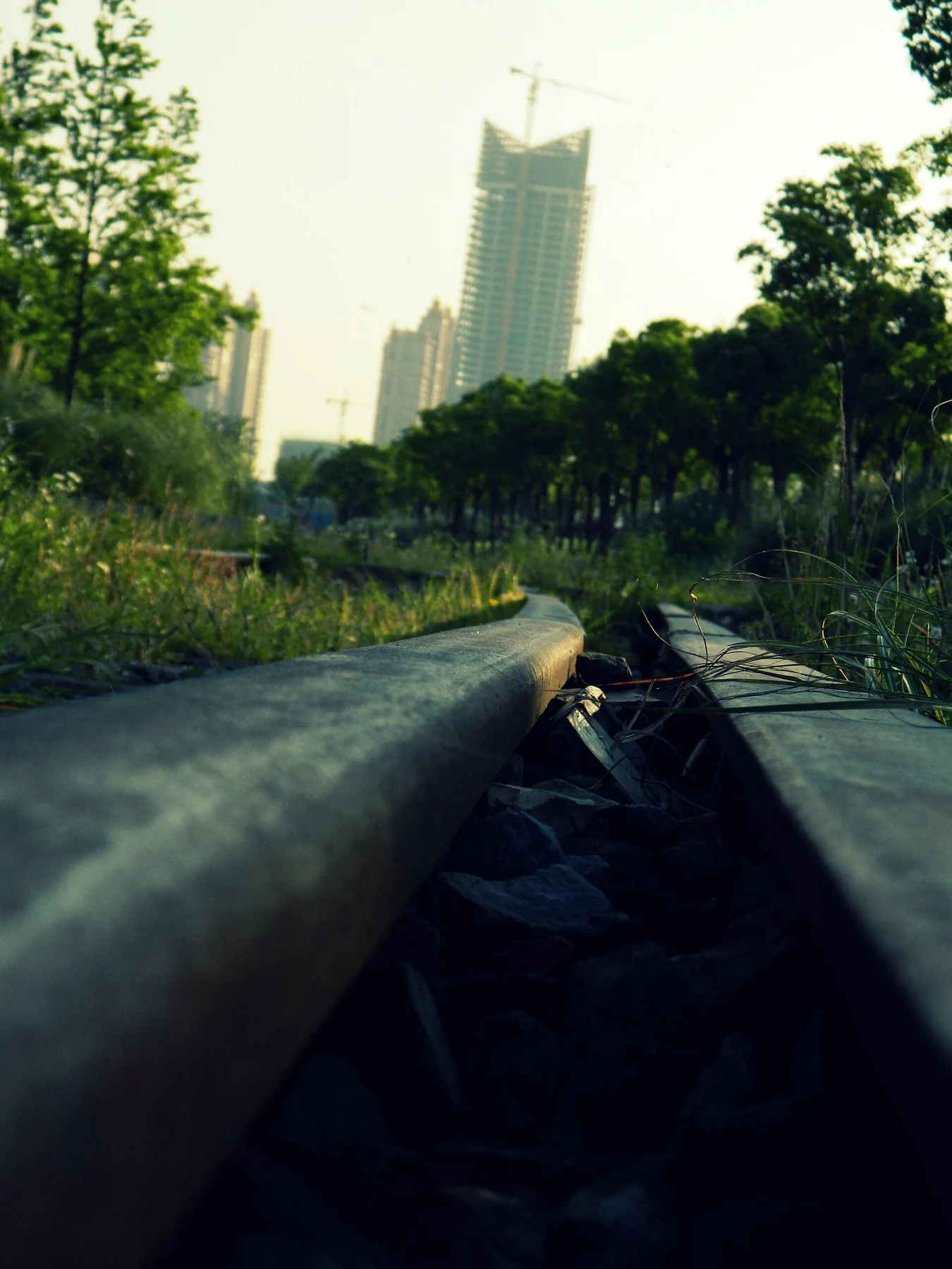 Old rails at ground level beside a paved path and young trees.