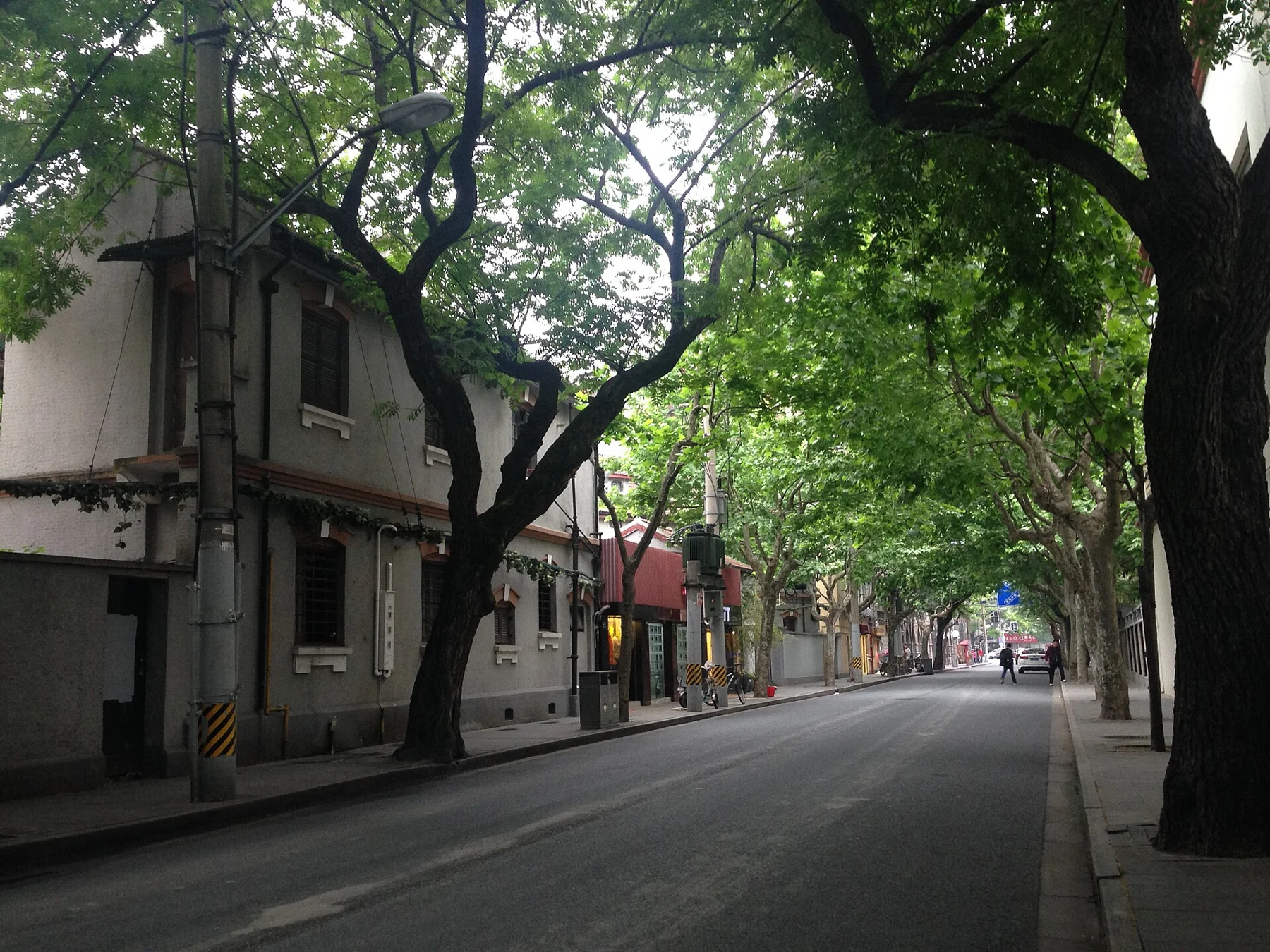 Plane-tree branches arch over a road lined with older low-rise buildings.