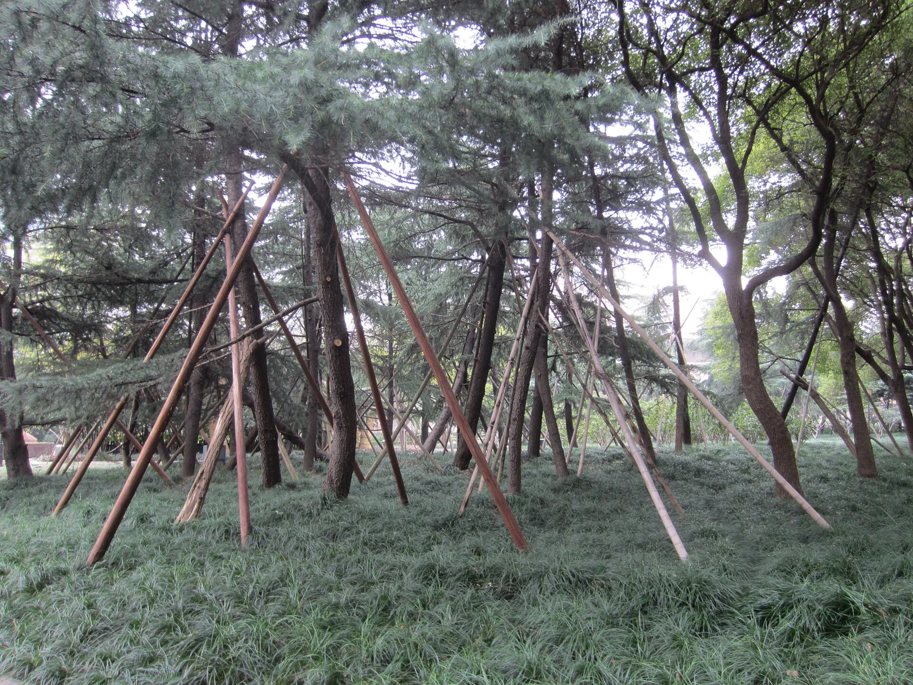 A dense group of bamboo supported by diagonal wooden stakes above green ground cover.