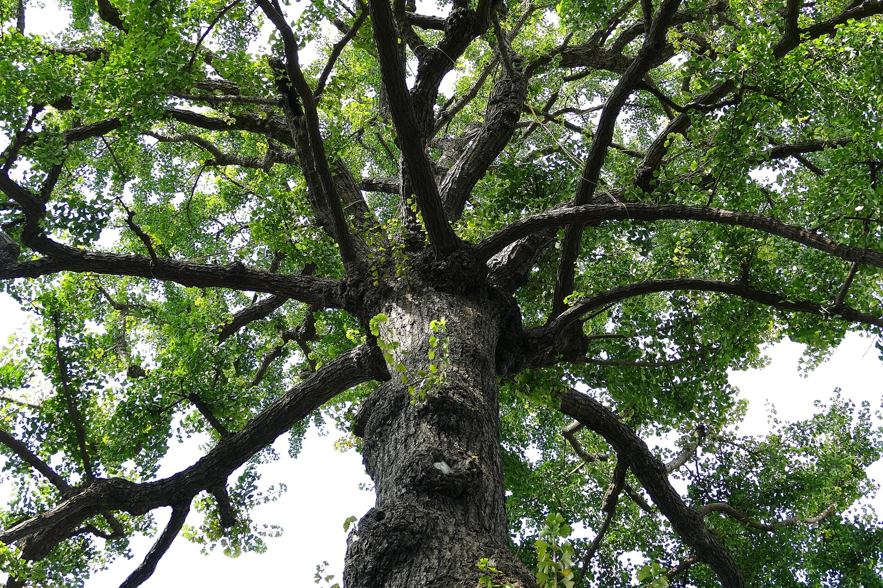 A large branching tree trunk and a broad canopy of green fan-shaped leaves.